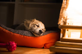 Canine Appeasing Pheromone analog (DAP)